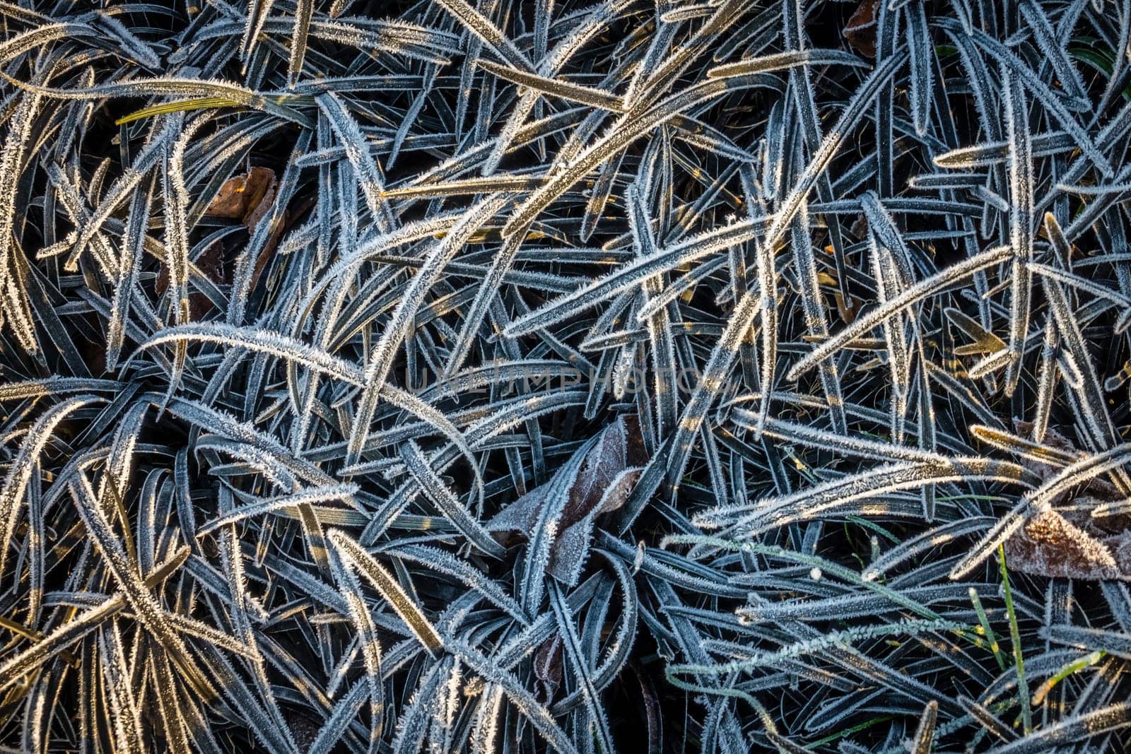 Winter frost on leaves of a plants in Regents Park in London