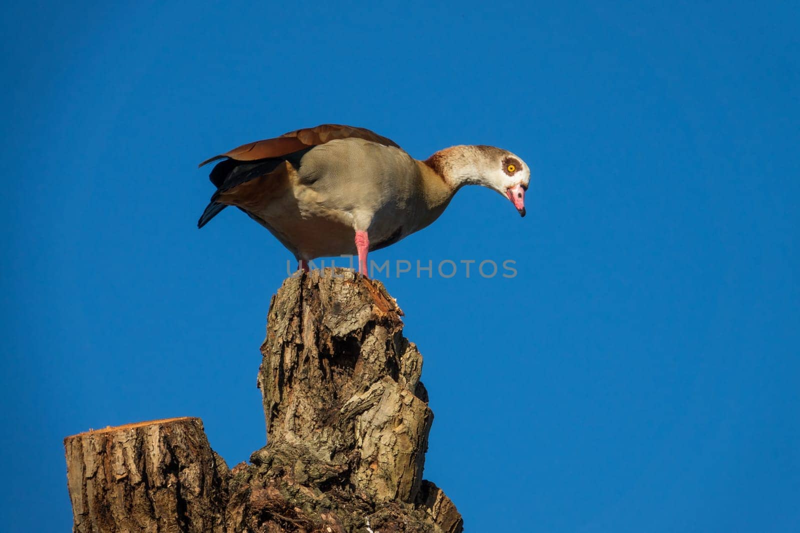 Single geese standing on top of a tall cut tree with blue sky background