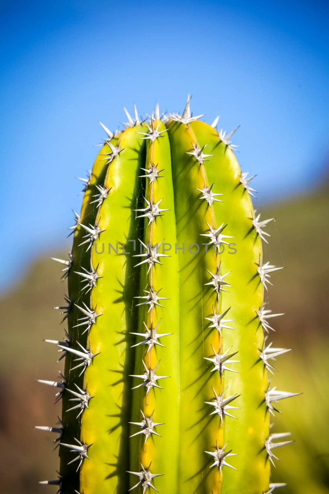 Cactus photographed in La Gomera, Canary Islands, Spain