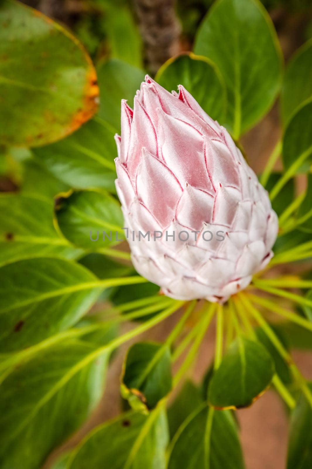 King Protea flower photographed in botanical garden in La Gomera, Canary Islands, Spain