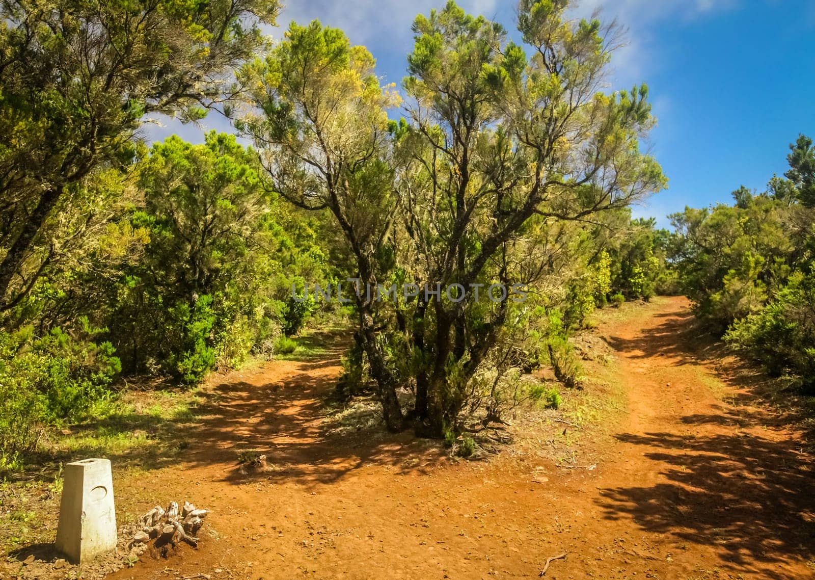 Branching forest footpath in the rainforest in Garajonay national park, La Gomera, Canary Islands, Spain