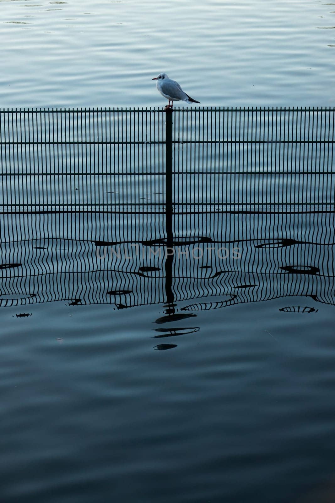 Single small bird sitting on a fence in water in a pond in Regents Park in London in the morning