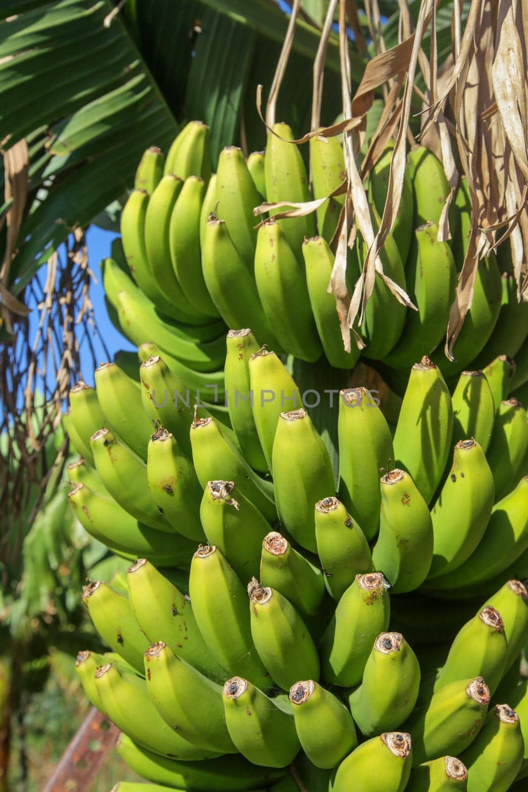 Big bunch of bananas growing on a plantation in La Gomera - one of the Canary Islands, Spain
