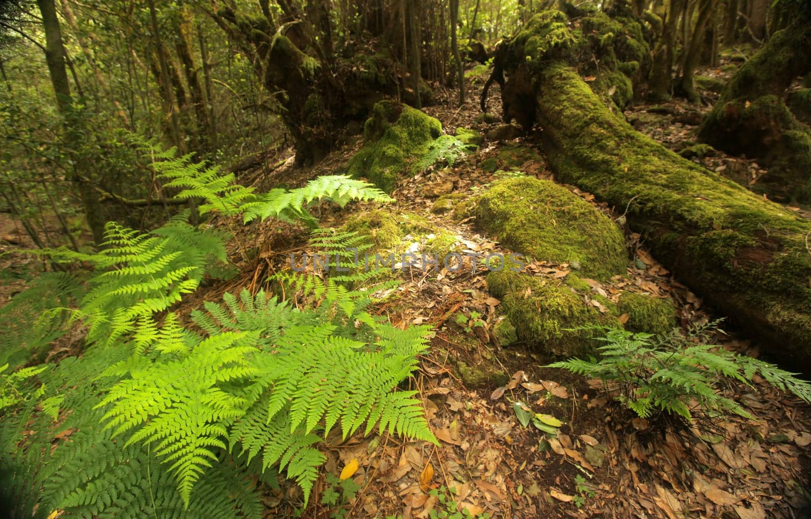 Fern in the rainforest in Garajonay national park, La Gomera, Canary Islands, Spain