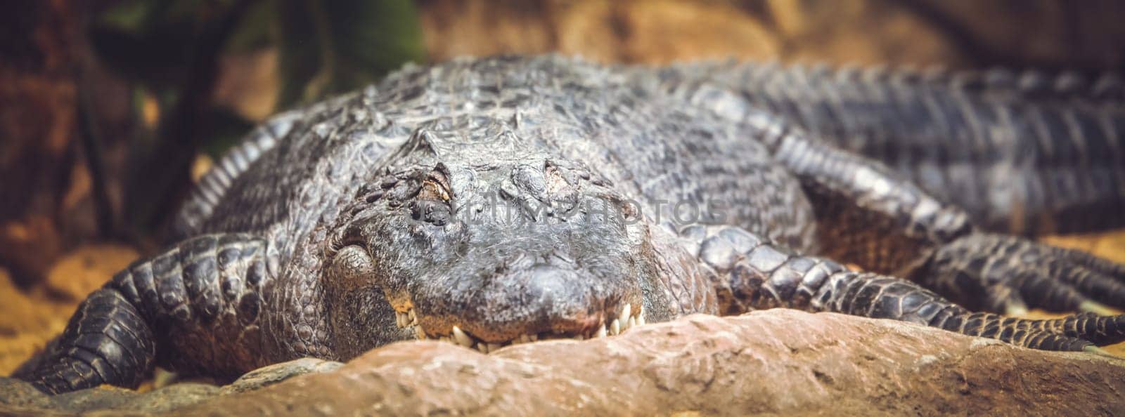 Large alligator waiting for next meal in the zoo
