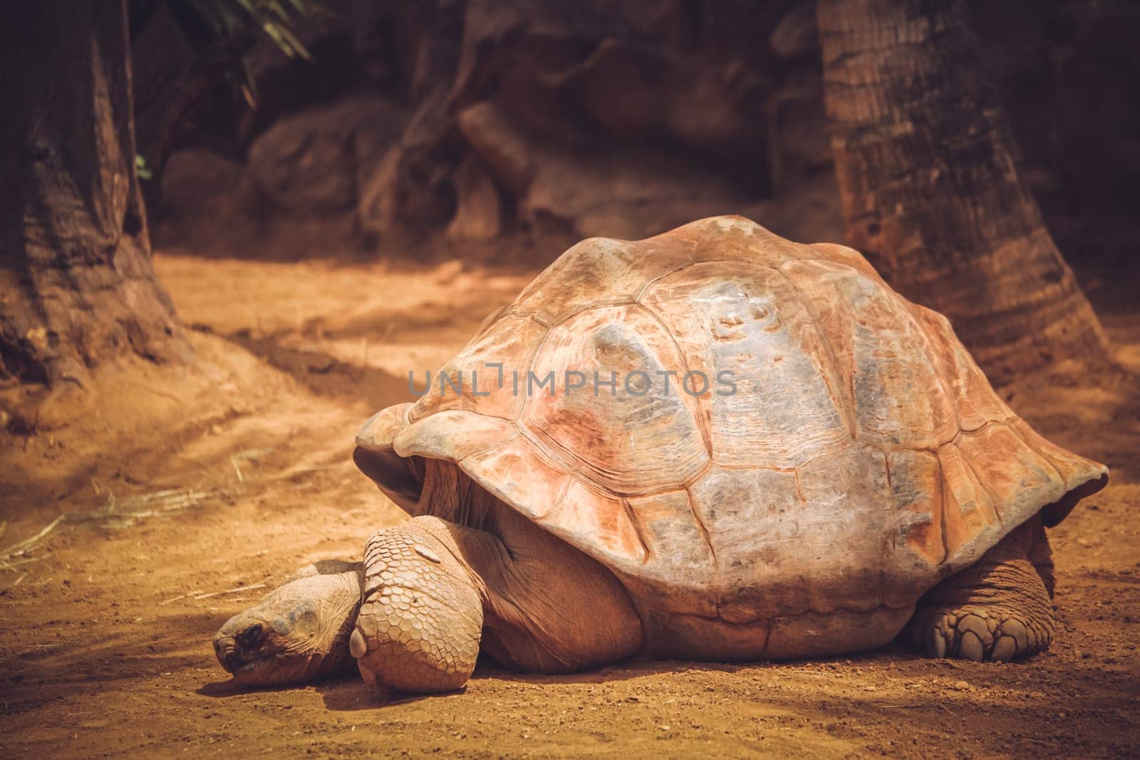 Close up of a big old slow turtle in captivity in the zoo