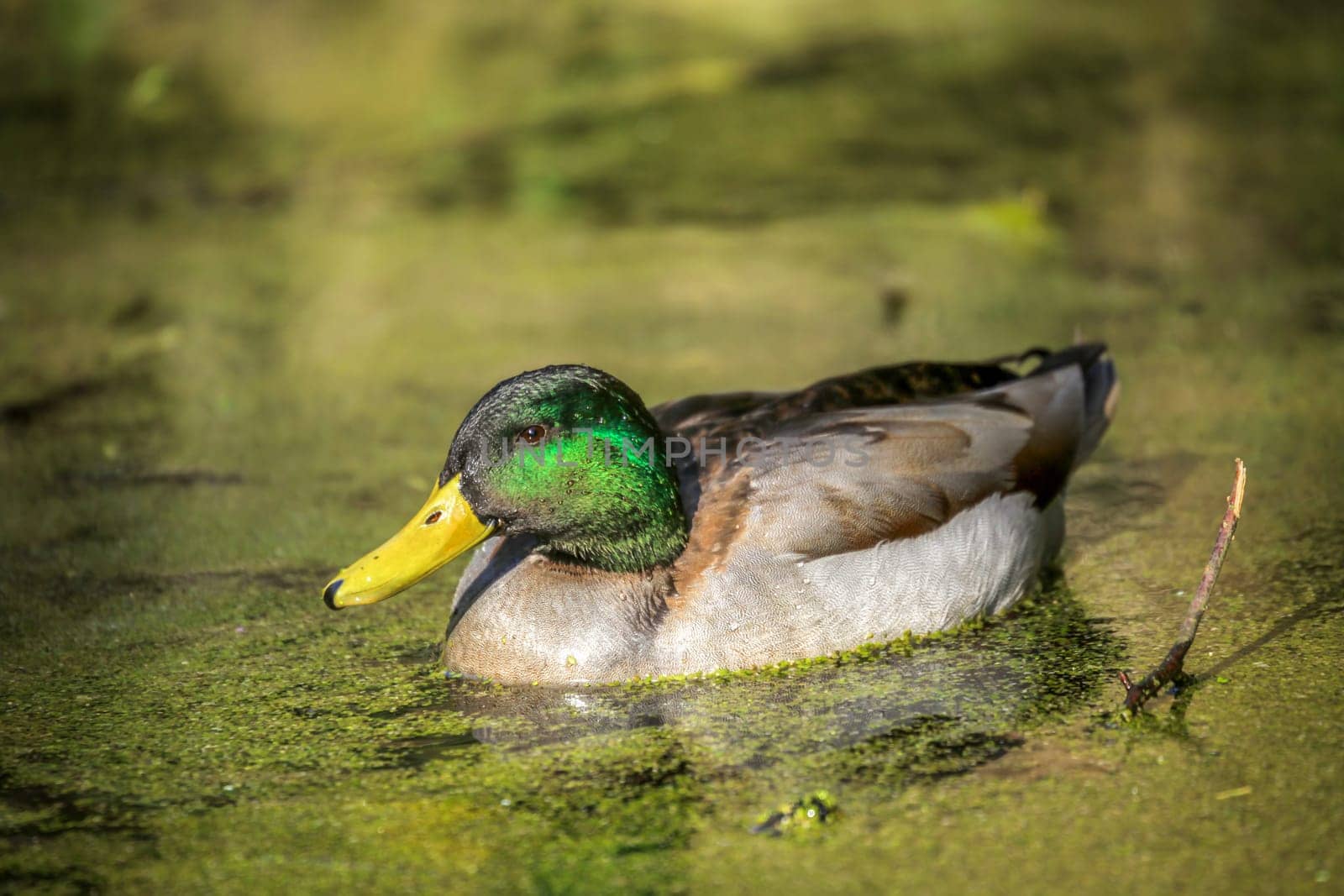 Mallard duck swimming in a small pond in Rookery in Streatham, London