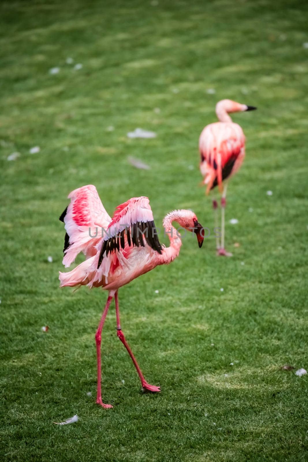 Flamingo birds walking on grass in the zoo