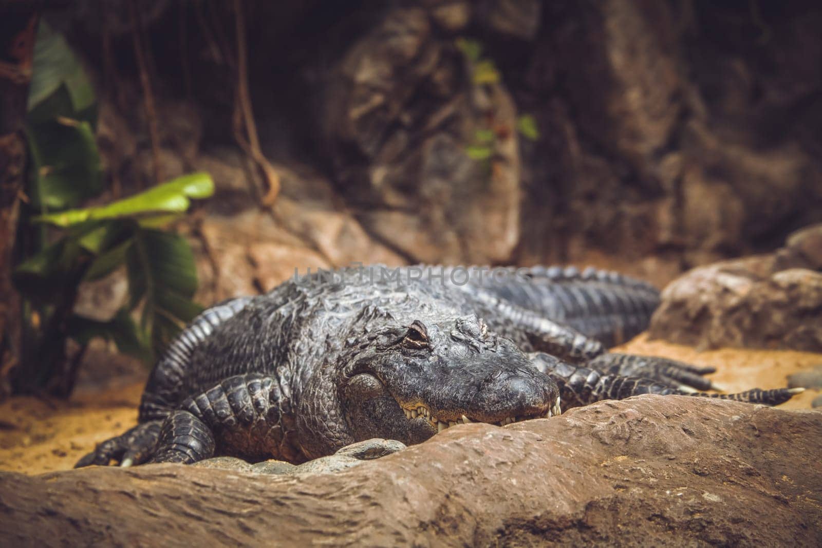 Large alligator waiting for next meal in the zoo