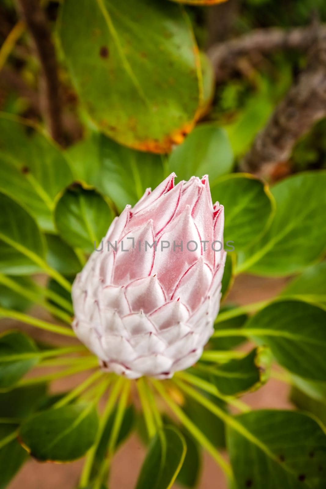 King Protea flower photographed in botanical garden in La Gomera, Canary Islands, Spain
