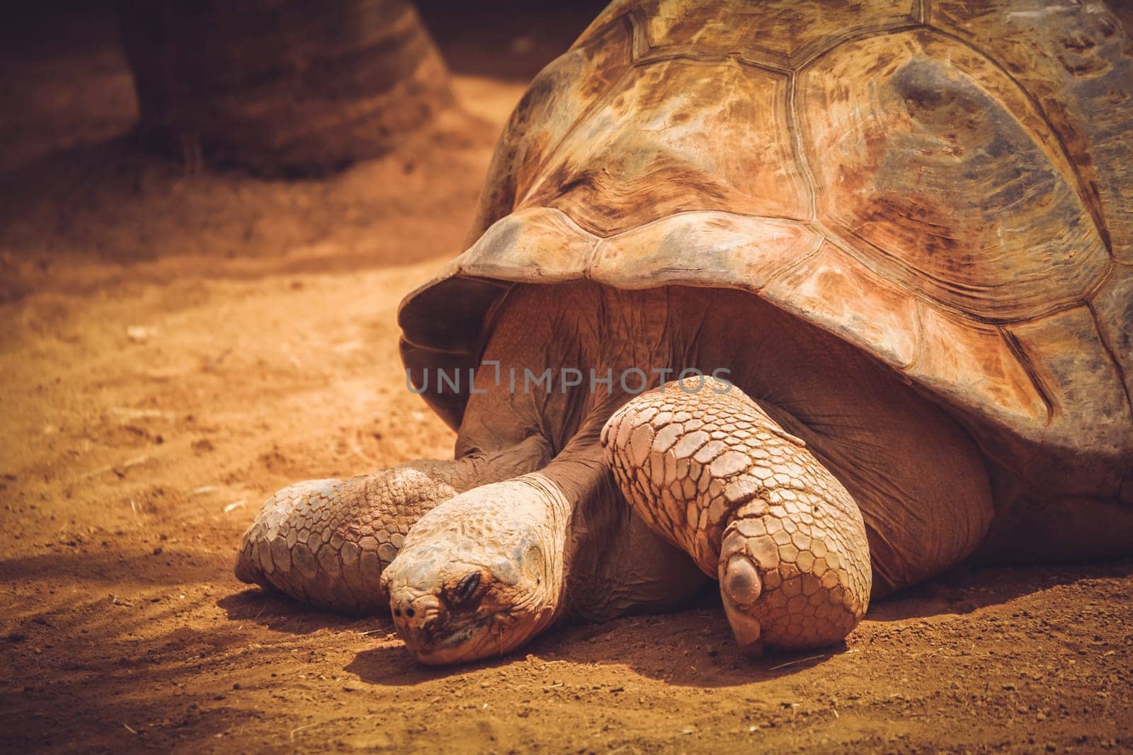 Close up of a big old slow turtle in captivity in the zoo