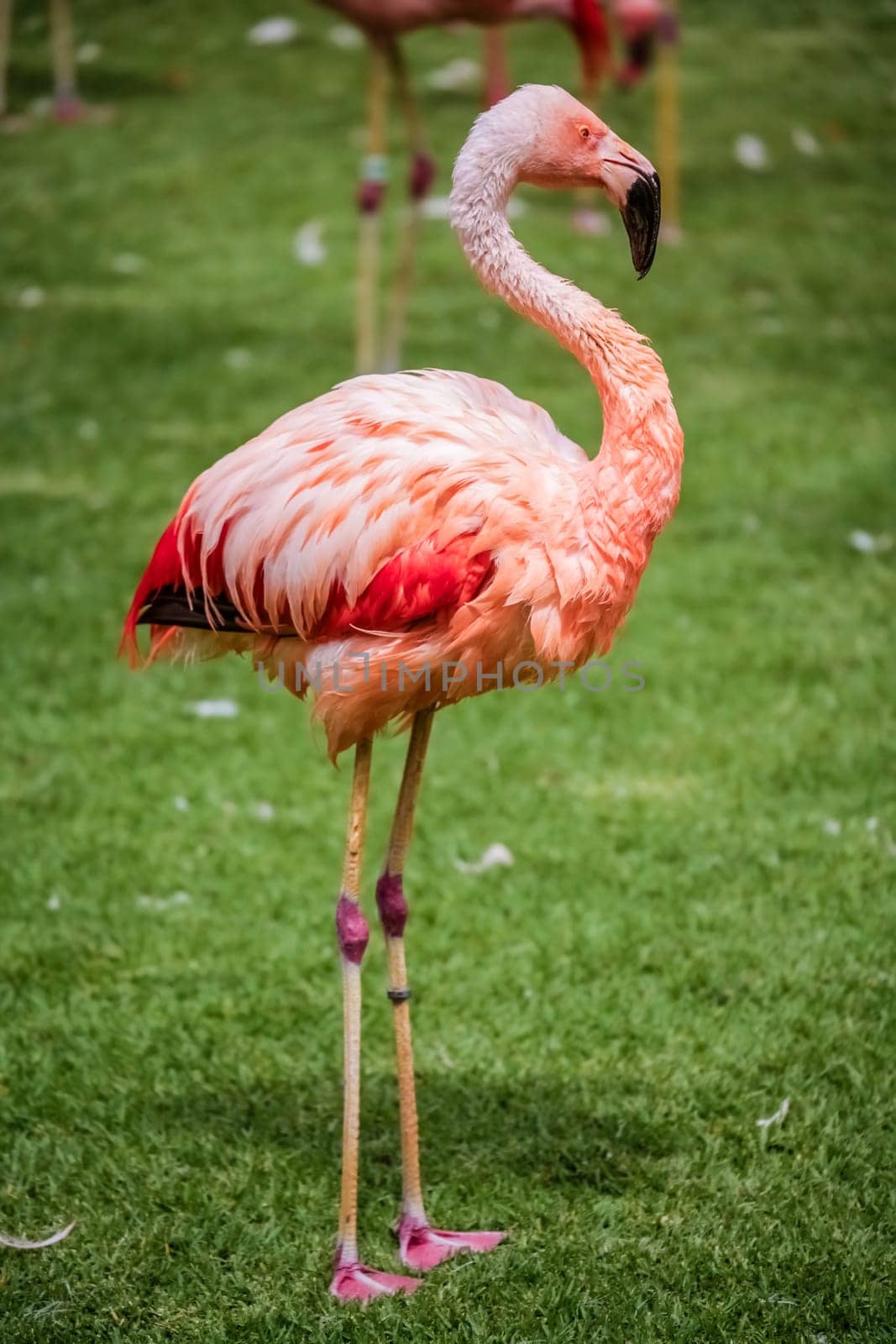 Flamingo bird walking on grass in the zoo