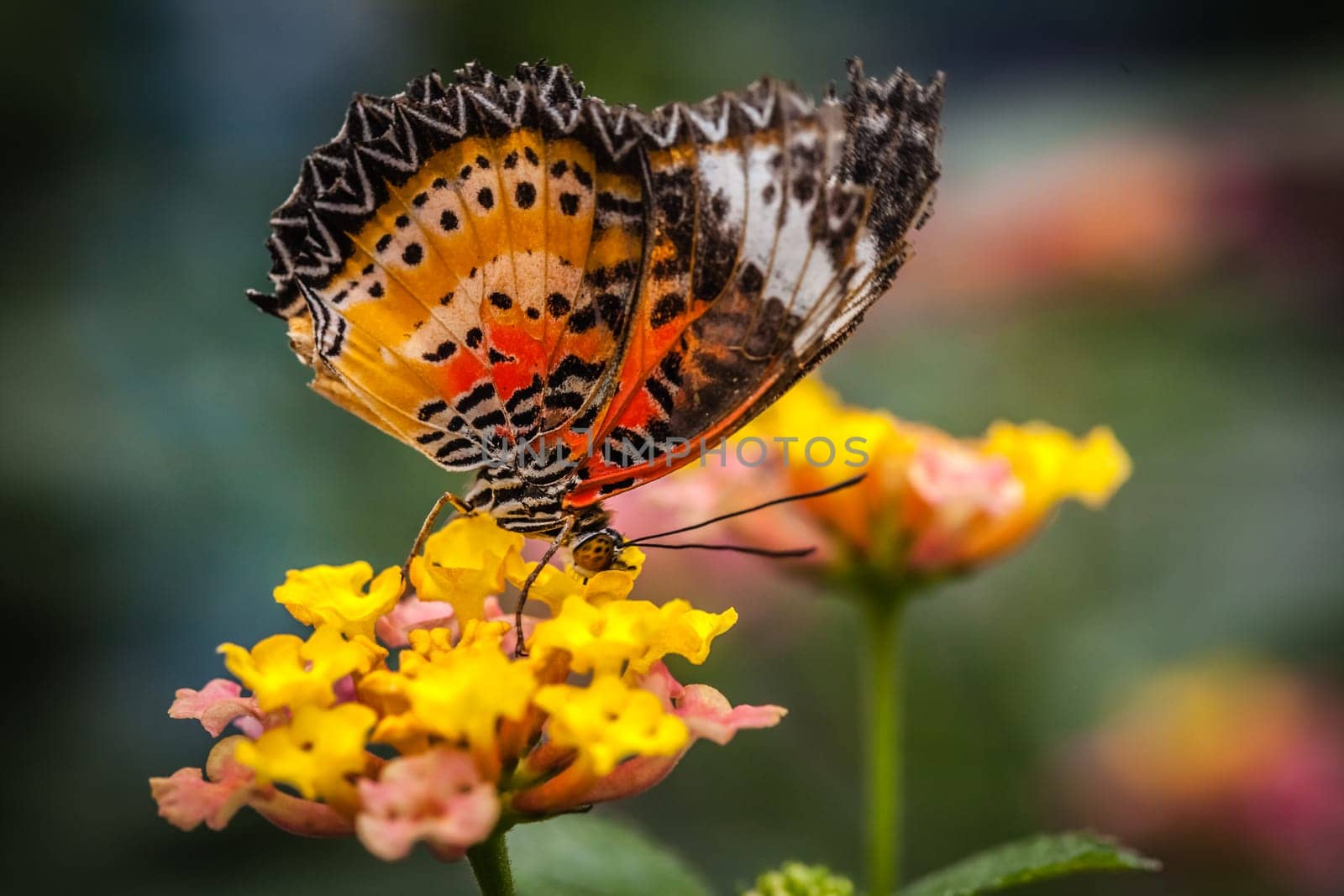 Lacewing butterfly also known as cethosia biblis