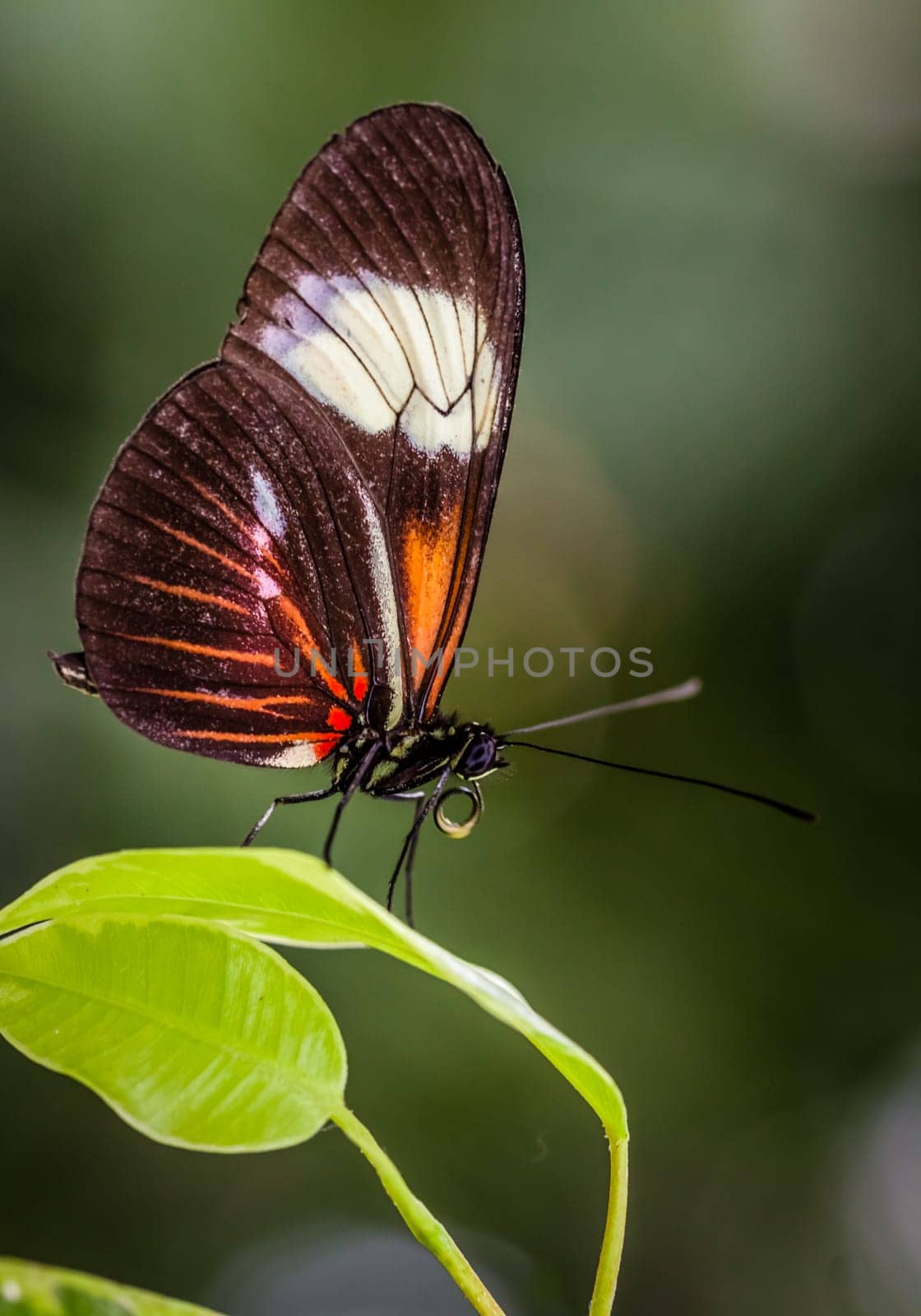 Postman butterfly also known as heliconius melpomeone