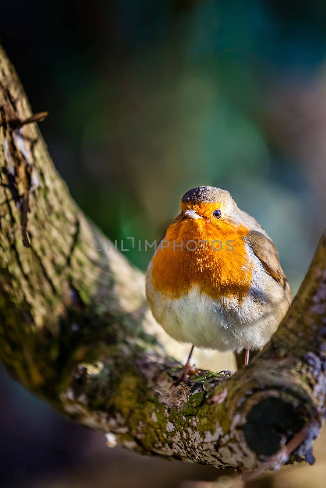 Small robin bird sitting on the branch of a tree