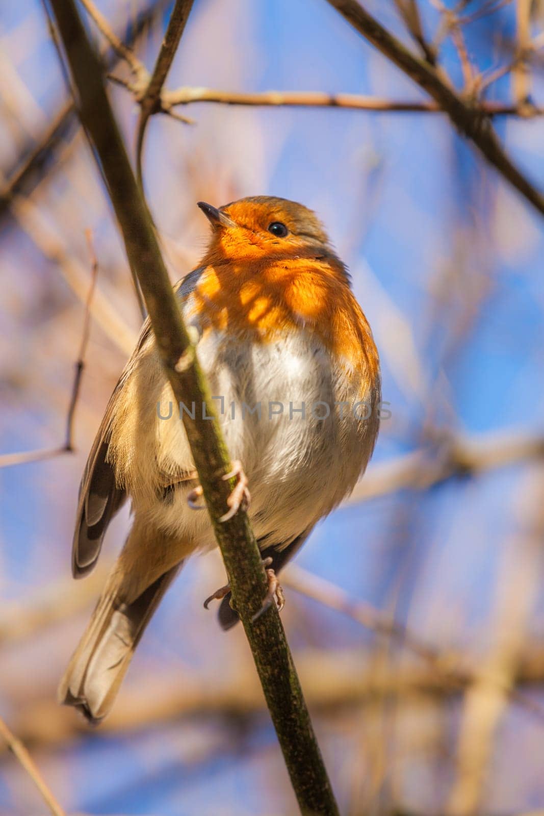 Small robin bird sitting on the branch of a tree