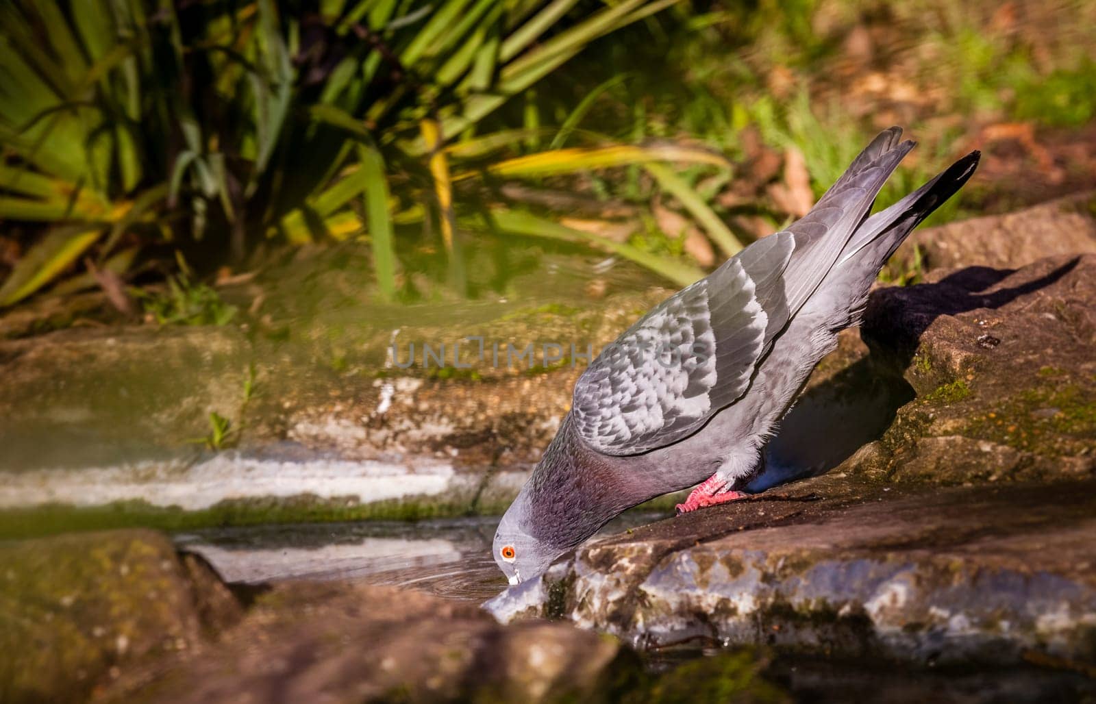 Pigeon drinking water from a tiny pond in a park in spring