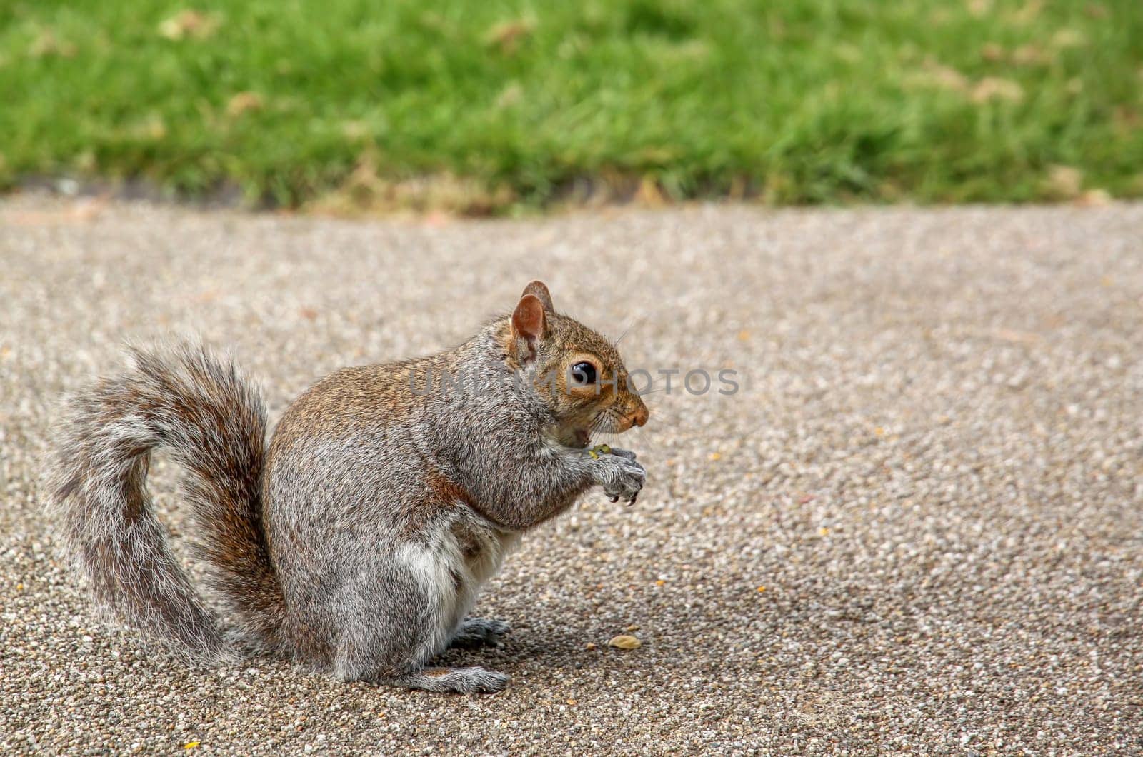 Close up of a grey squirrel eating a nut