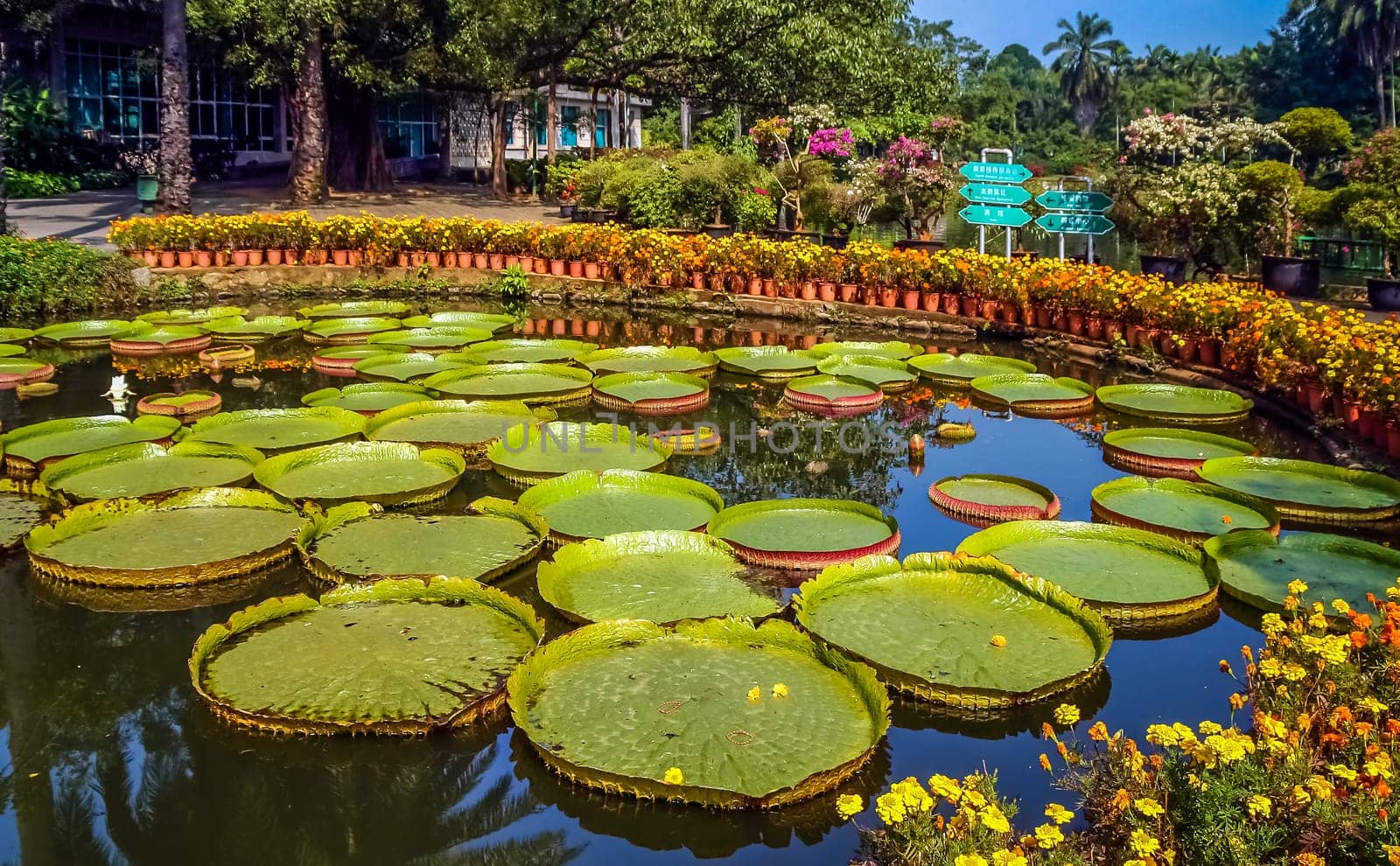 Water lily leaves in botanical garden in China