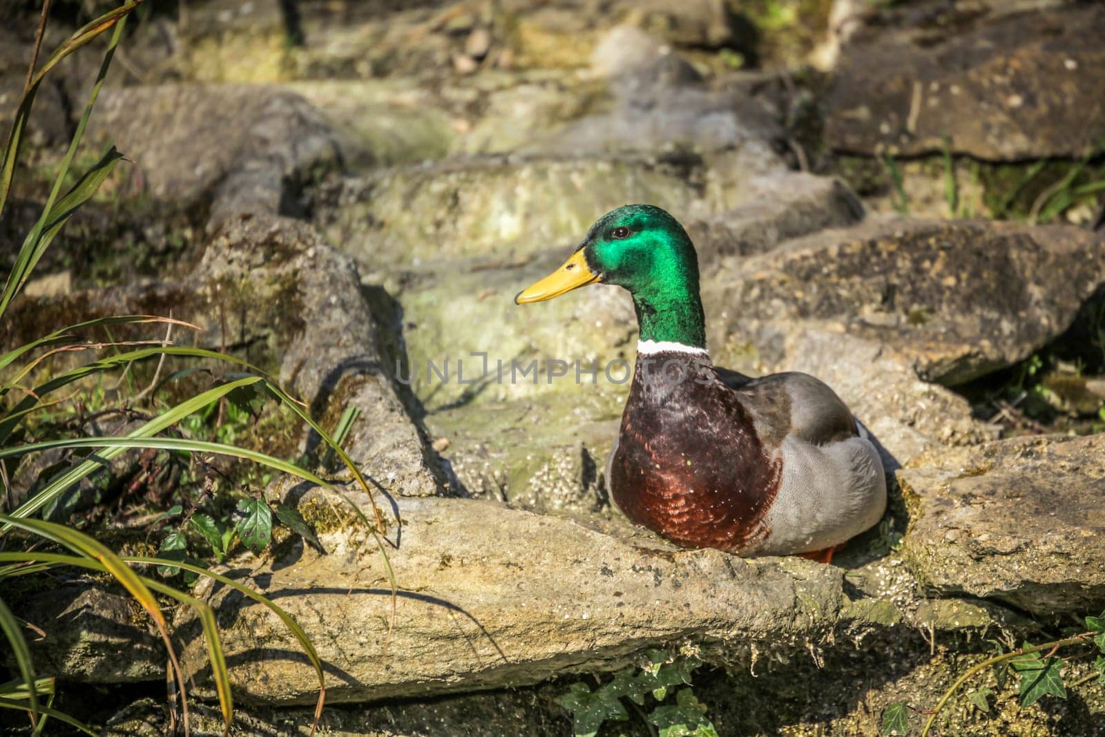 Mallard duck sitting on a rock in Rookery in Streatham Park