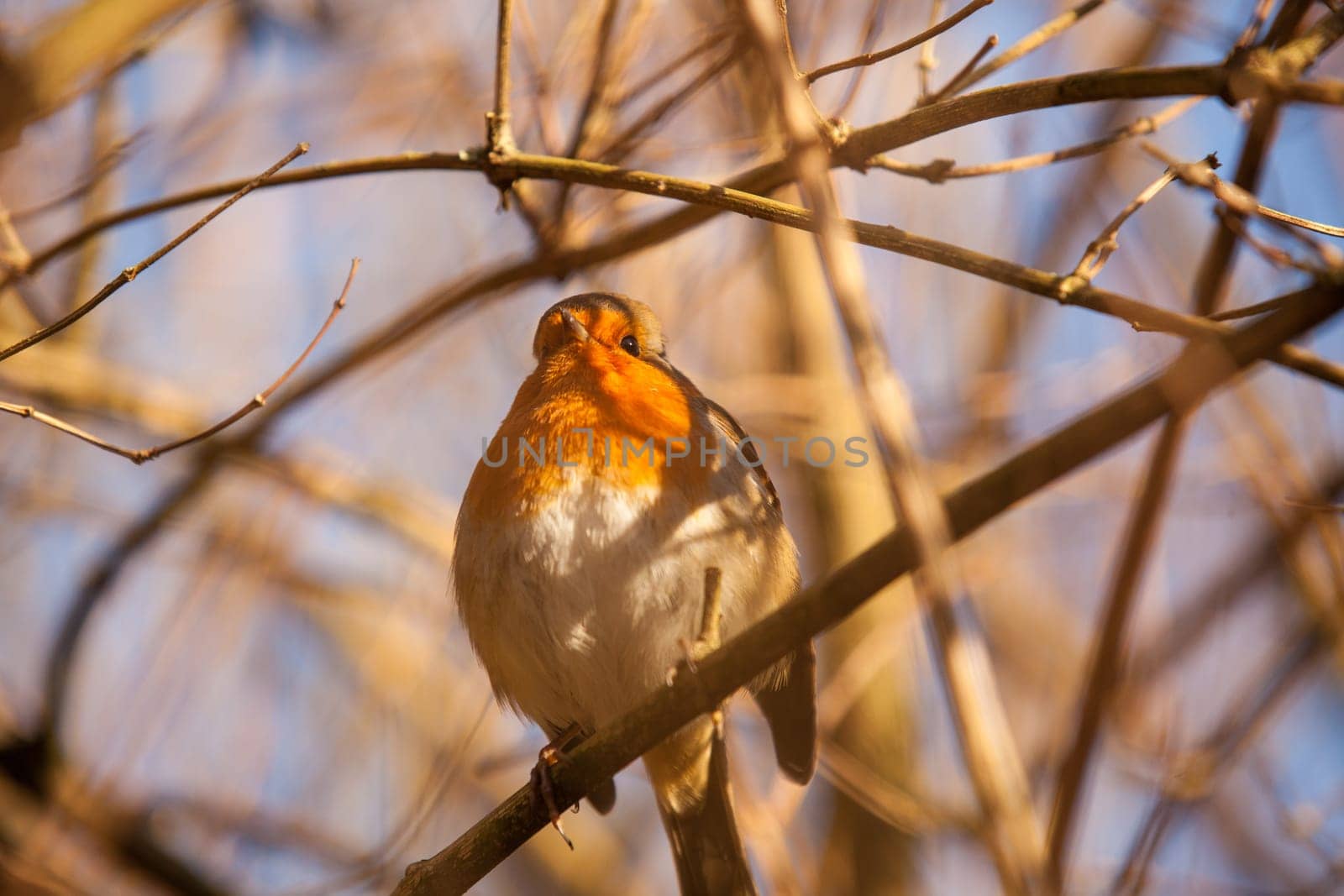 Small robin bird sitting on the branch of a tree