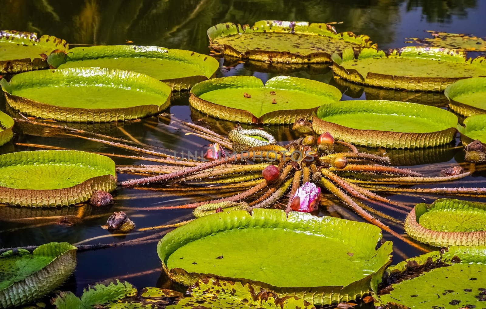 Water lily leaves in botanical garden in China