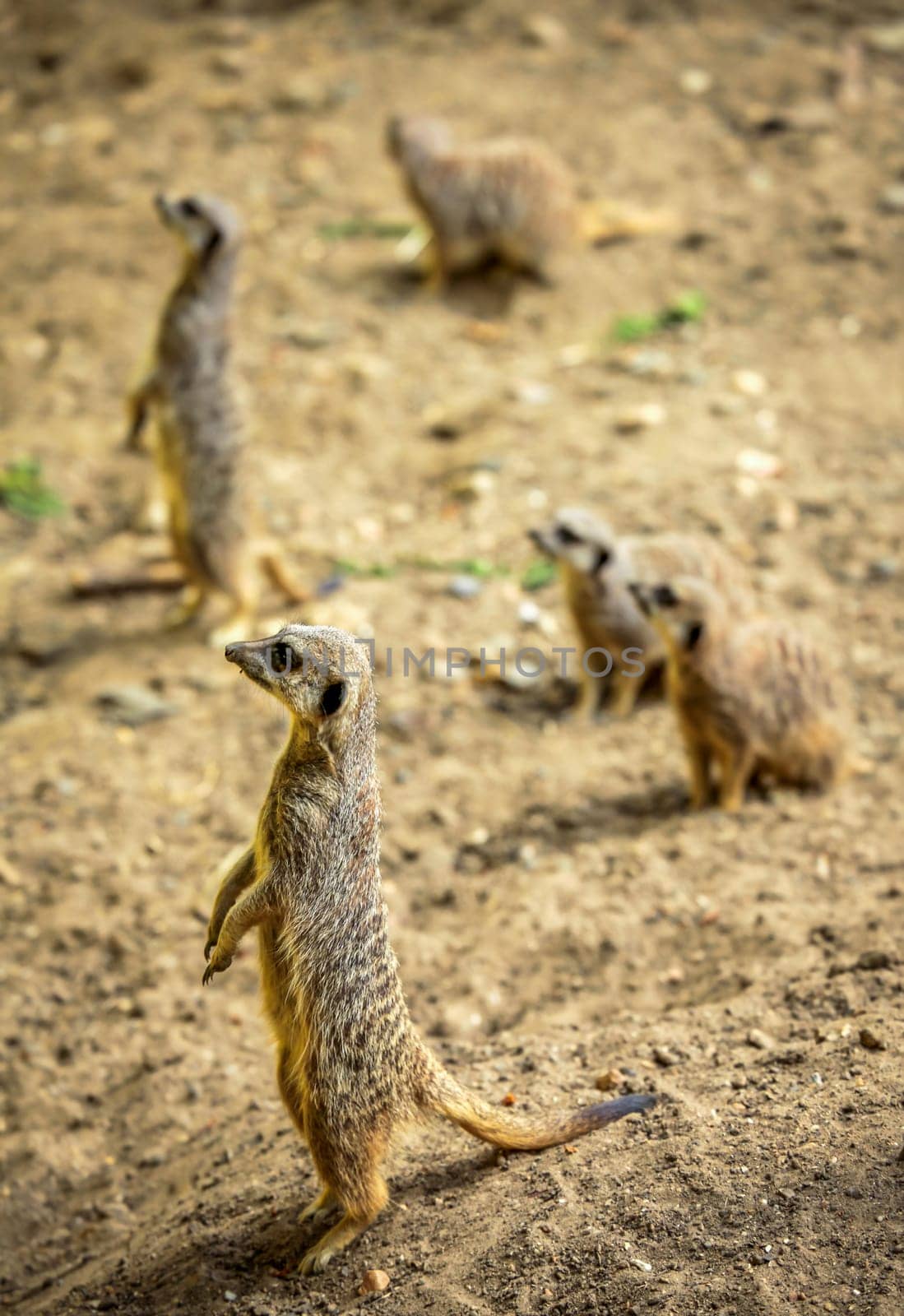 Meerkats catching the sun, Battersea childrens zoo, London
