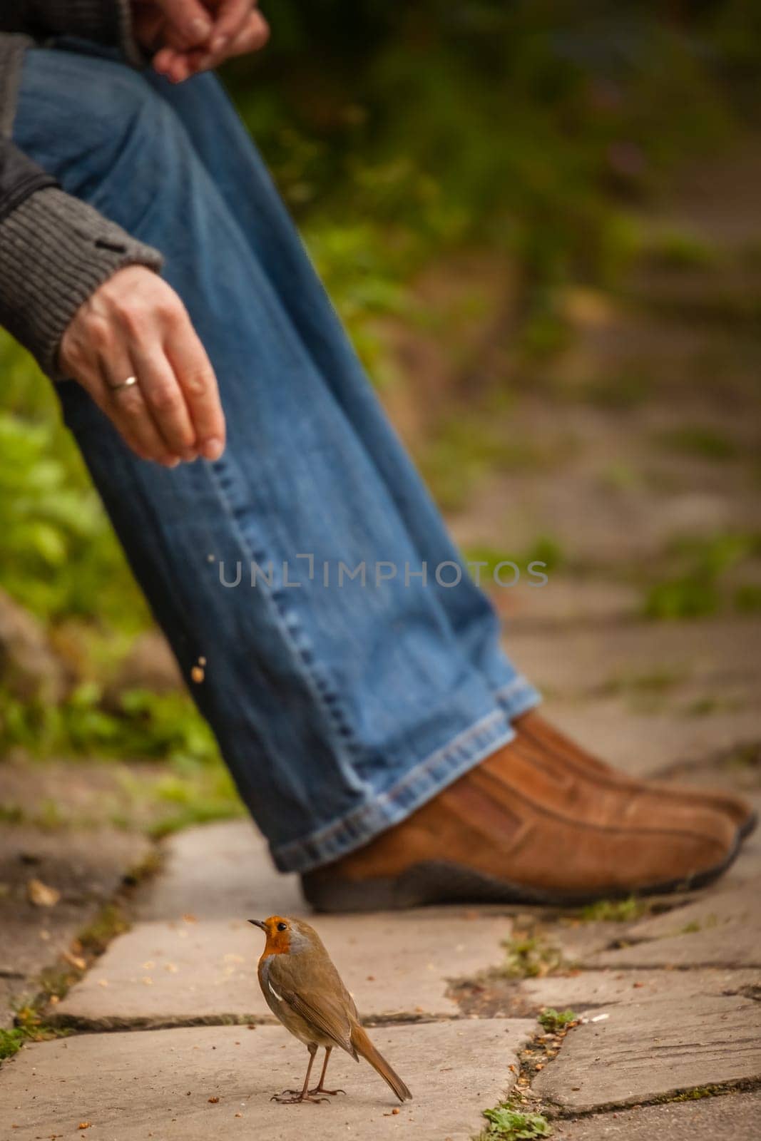 Small robin bird being fed by a woman sitting on bench in a park