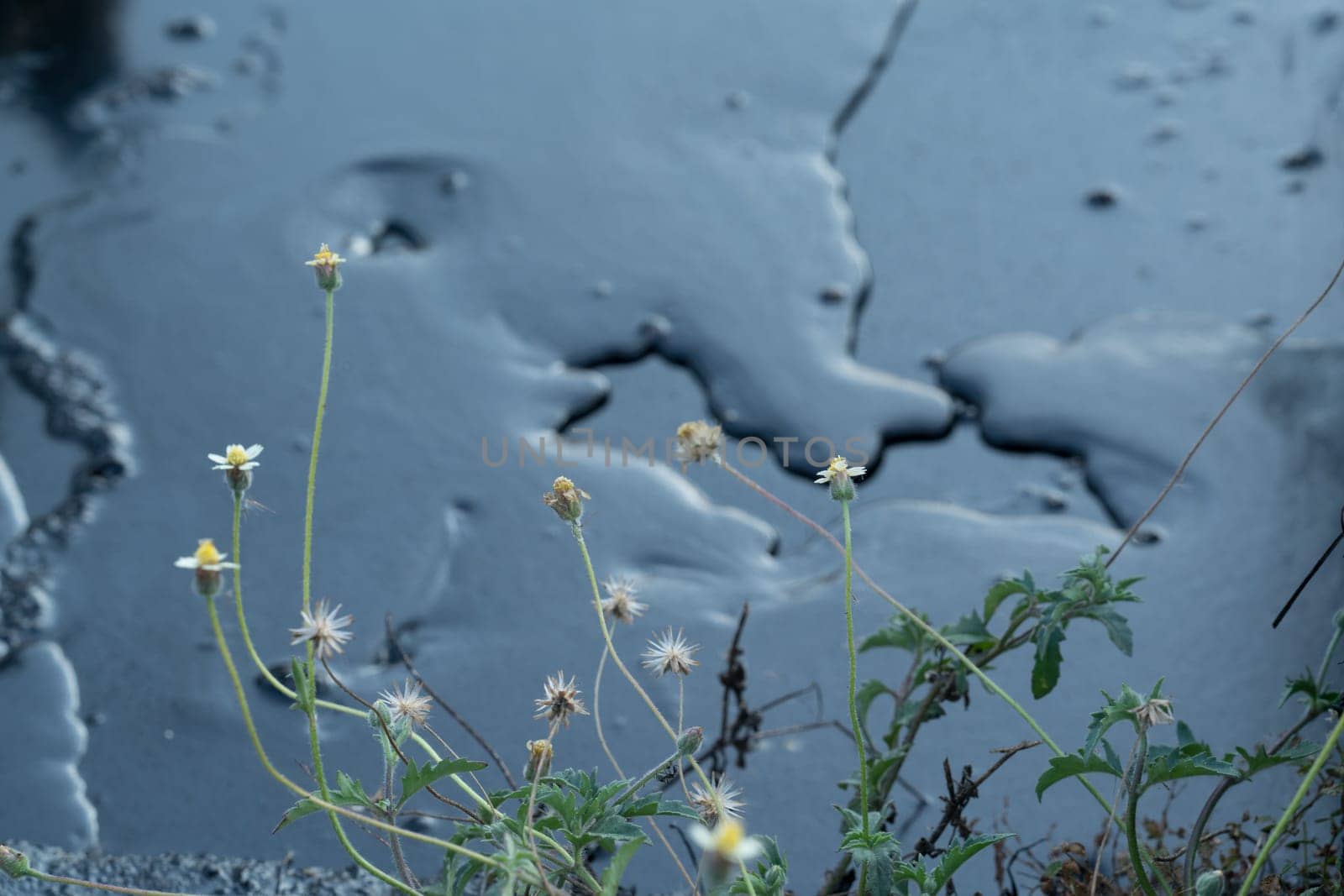crude oil surface background textured with plant