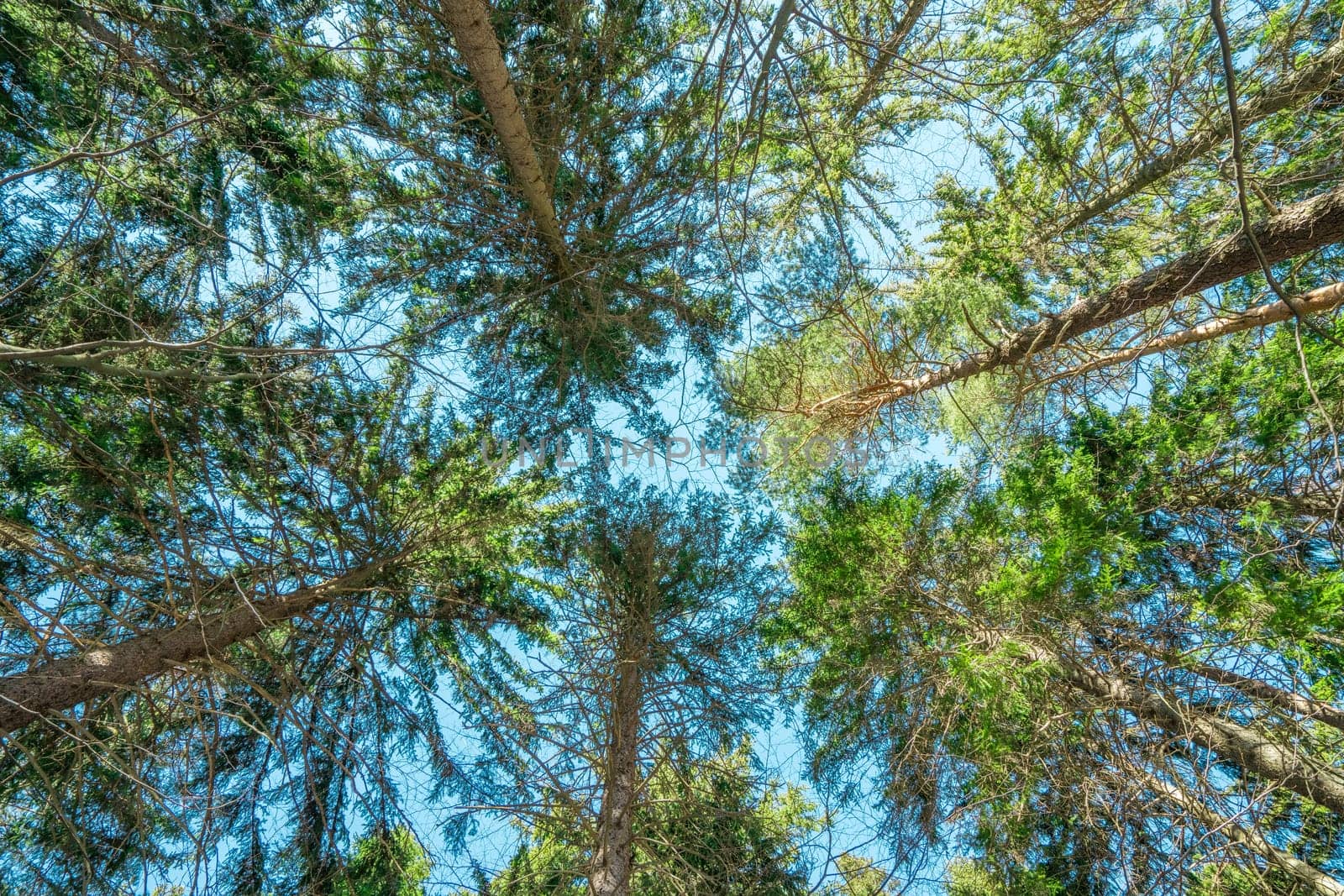 Treetops in a forest in Poland in winter