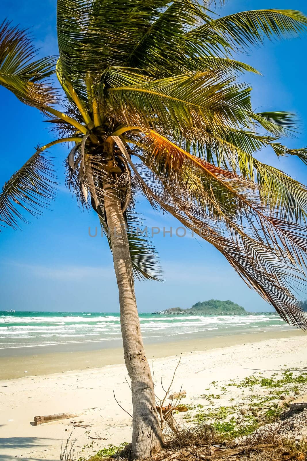 Palm on the Perfect beach Thailand´s east coastline