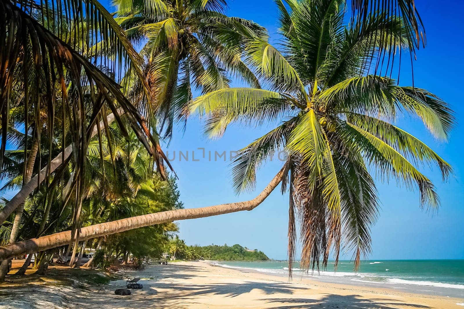 Palm on the Perfect beach Thailand´s east coastline