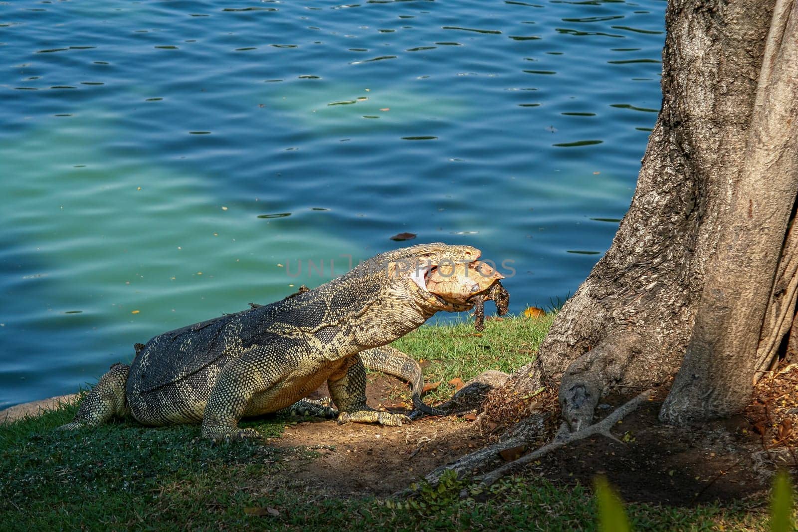 Lizard preparing to eat a turtle in Bangkok,  Thailand