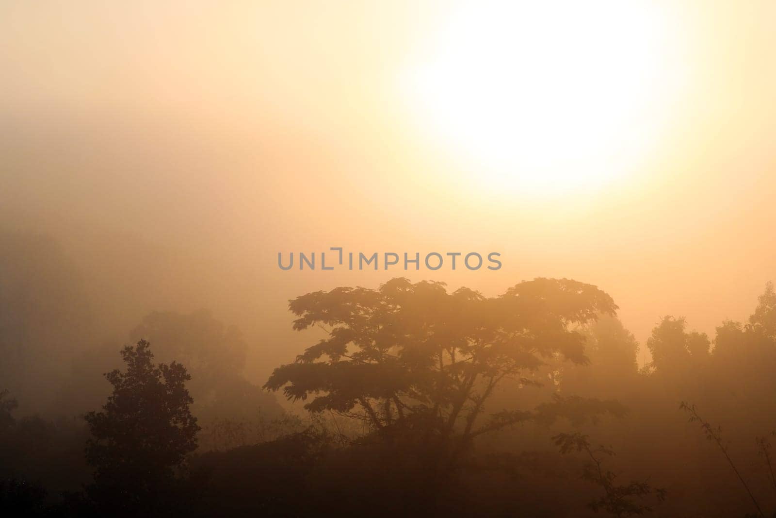 Tropical jungle in in the morning mist during sunrise, Thailand