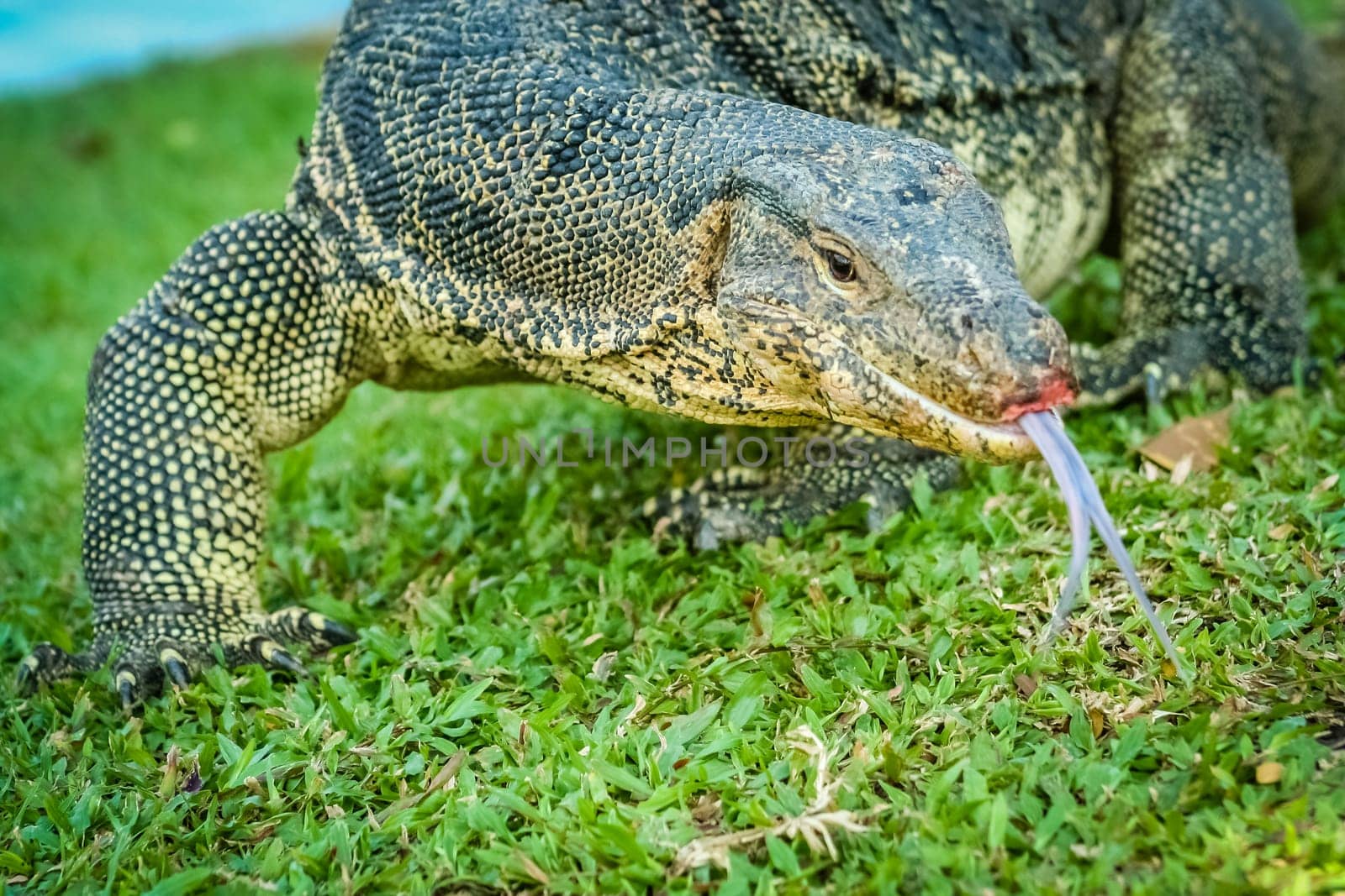Large lizard photographed in public park in Bangkok, Thailand