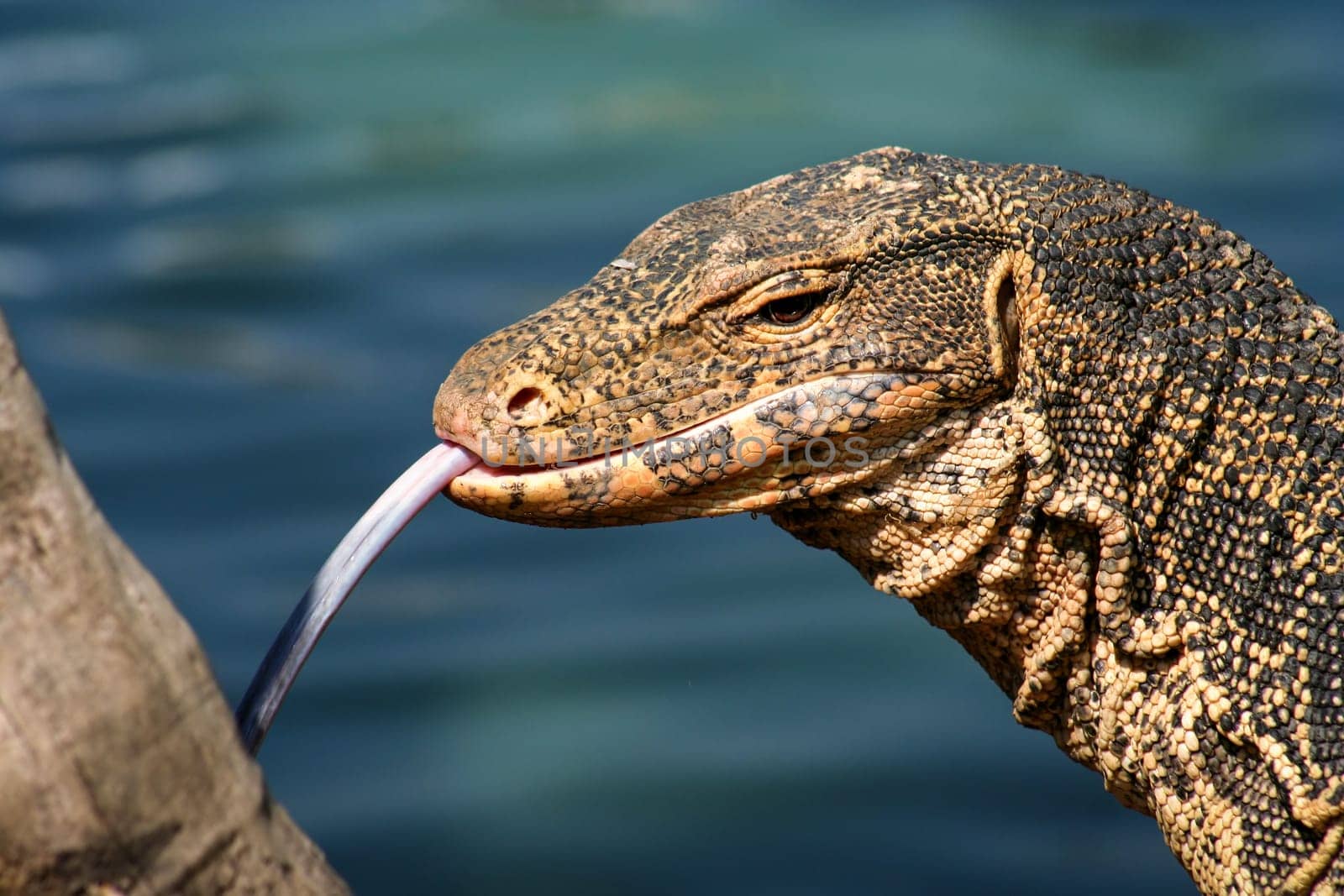 Large lizard photographed in public park in Bangkok, Thailand