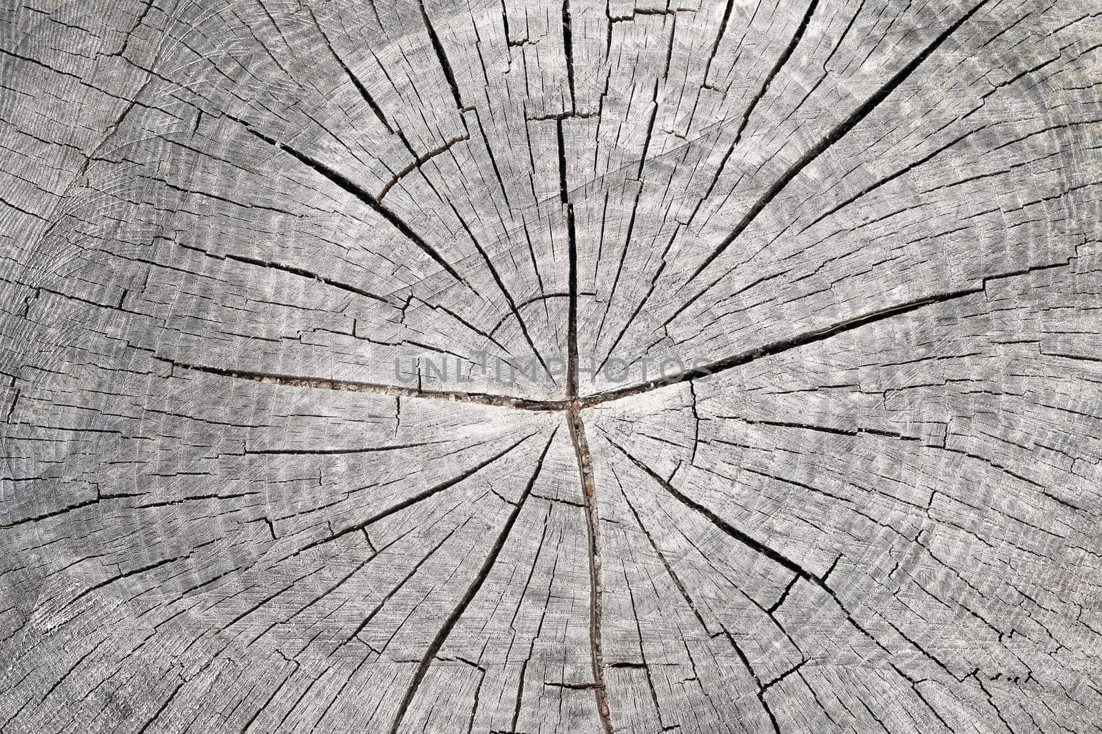Detail of the cut tree trunk - annular rings