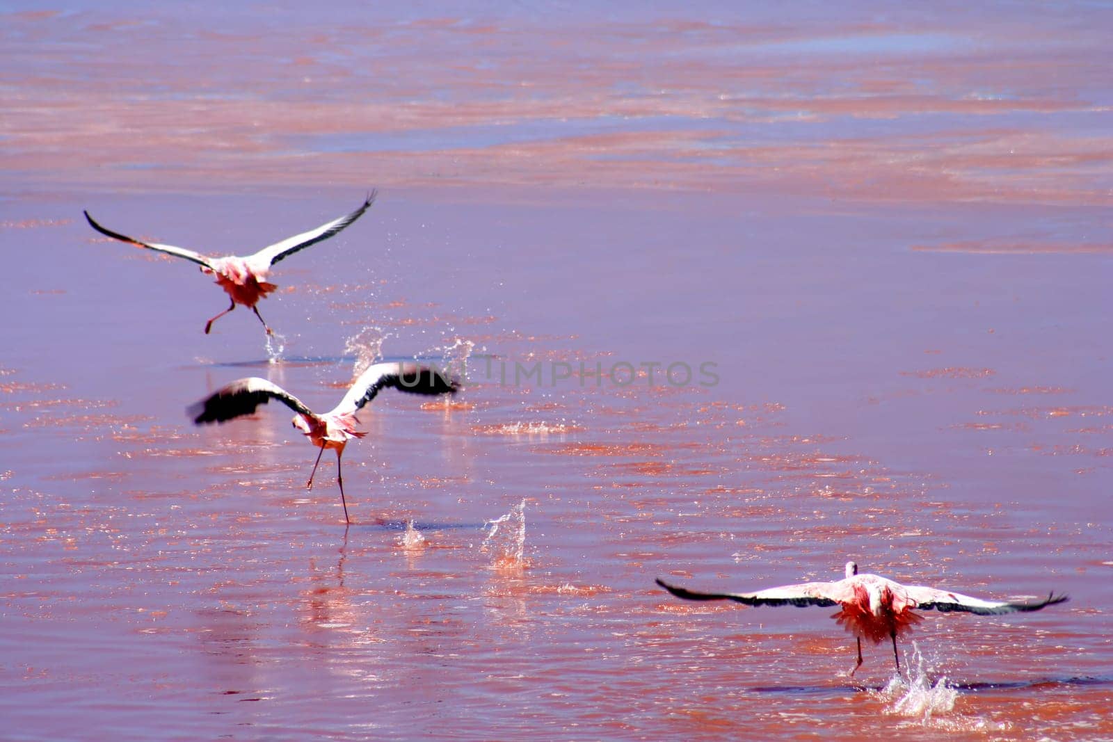 Flamingos over the red water surface of the Laguna Colorada in southern Altiplano, Bolivia
