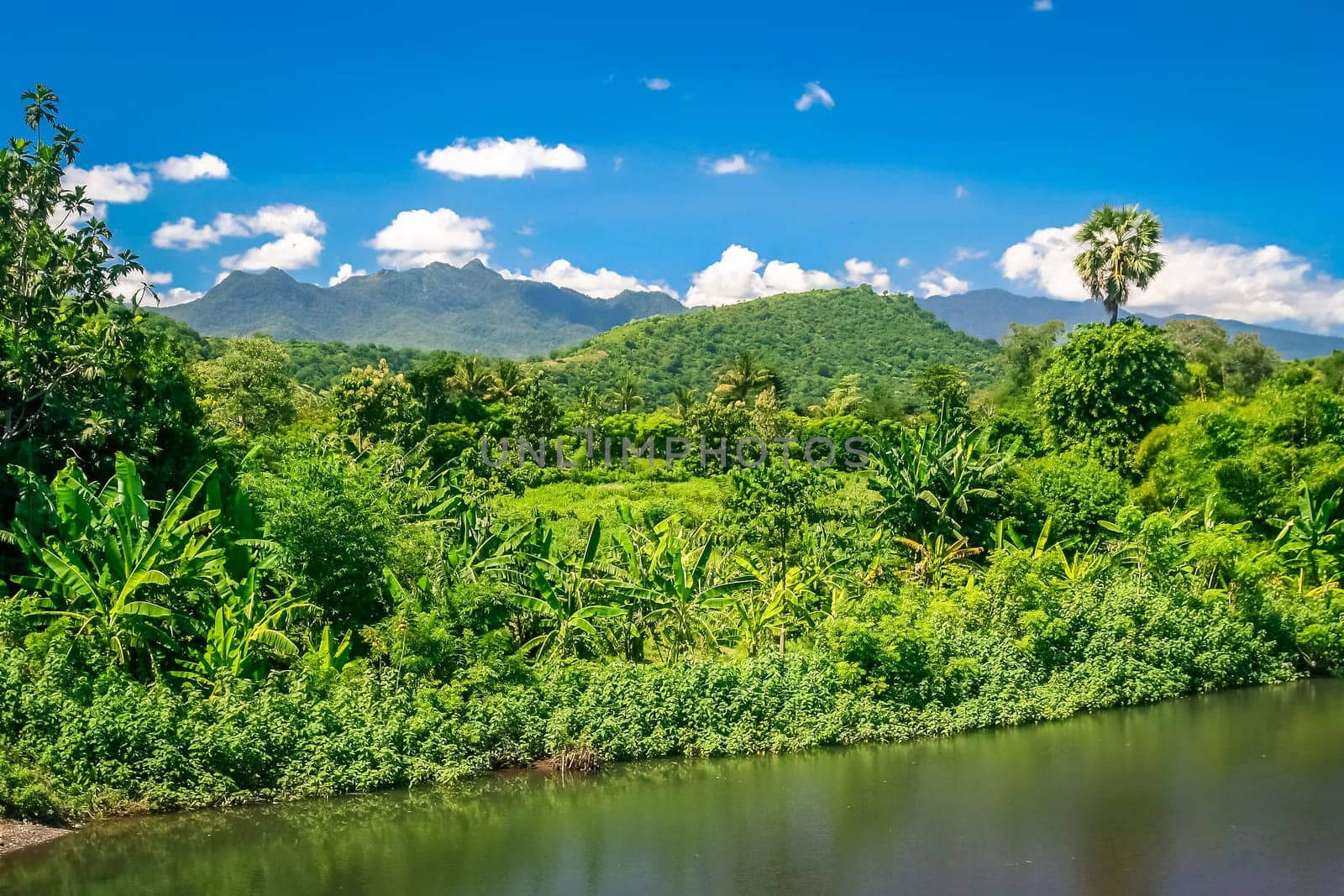 Dense jungle on the Indonesian island of Sumbawa