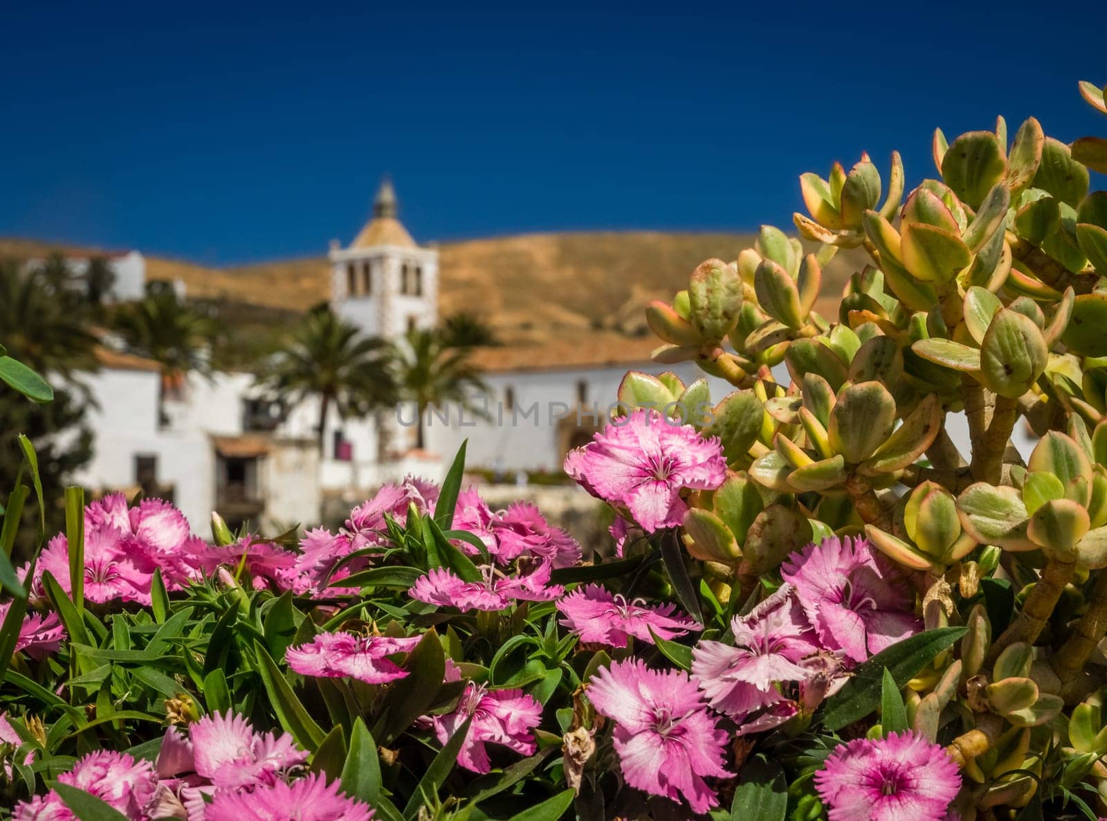 Purple flowers in front of the Cathedral of St. Mary in Betancuria, an old capital of Fuerteventura, Canary islands, Spain