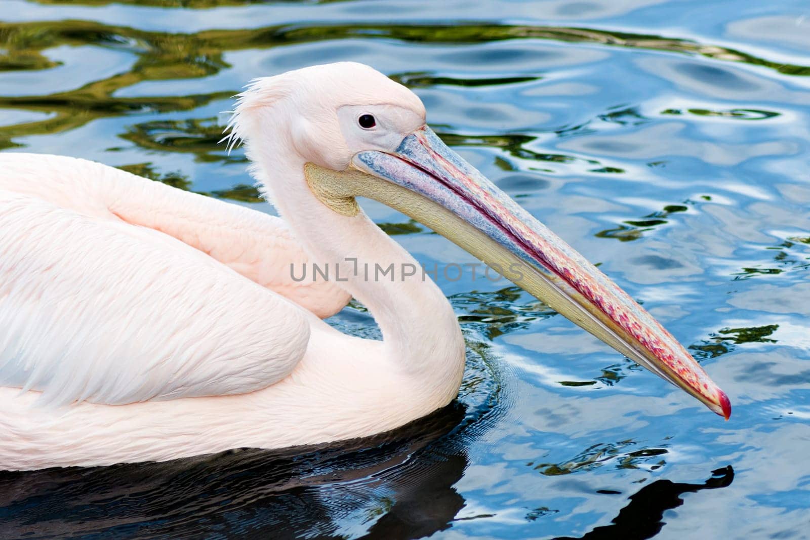 Animal portrait of pelican in the water.
