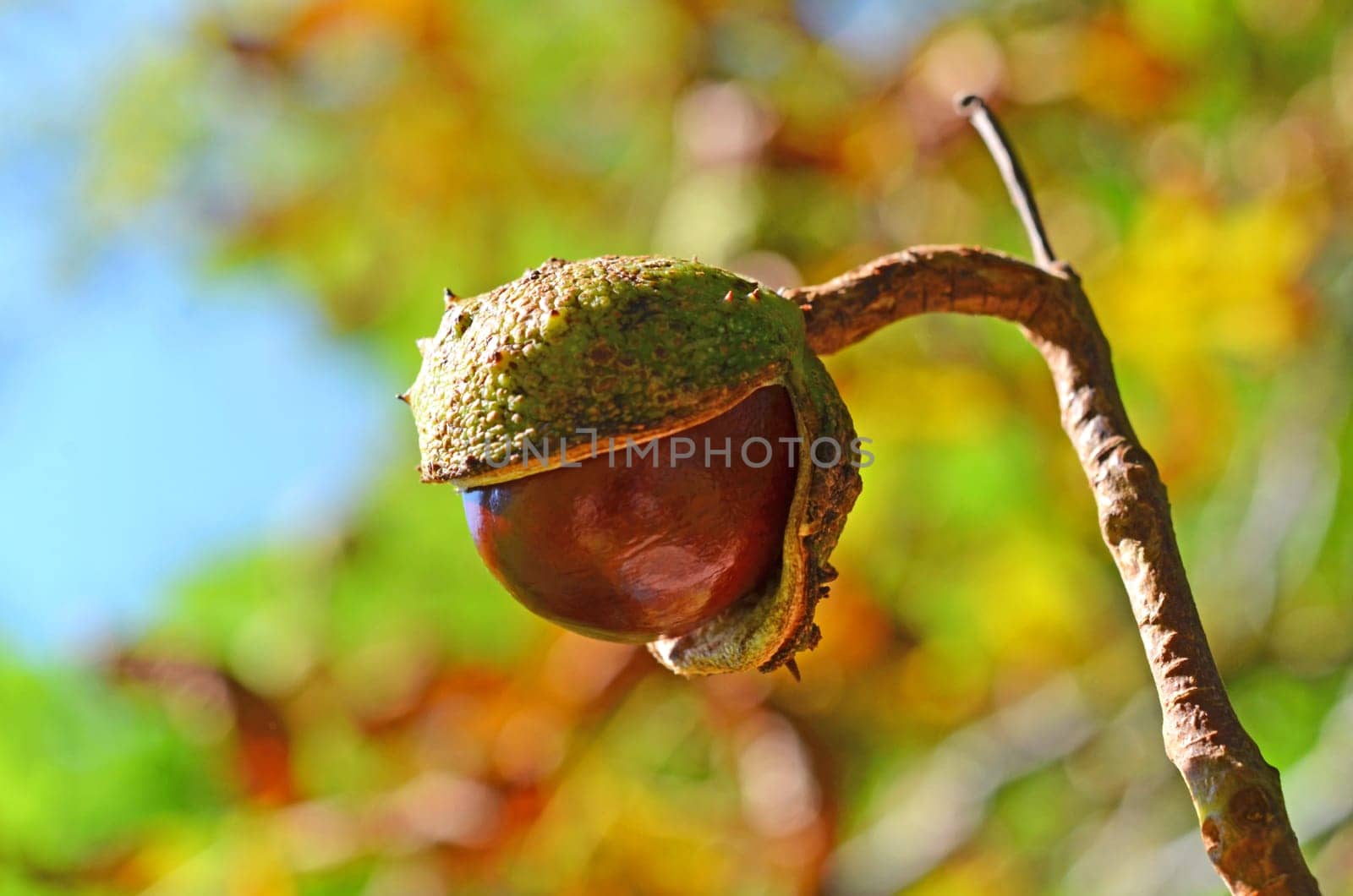 chestnut