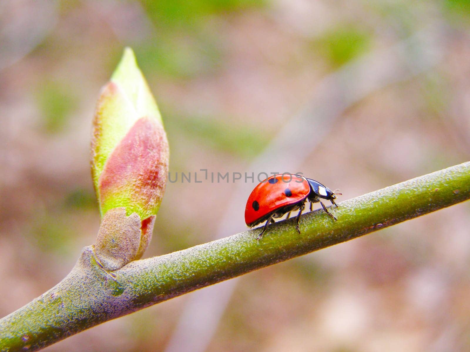 A ladybug on a blossom branch tree