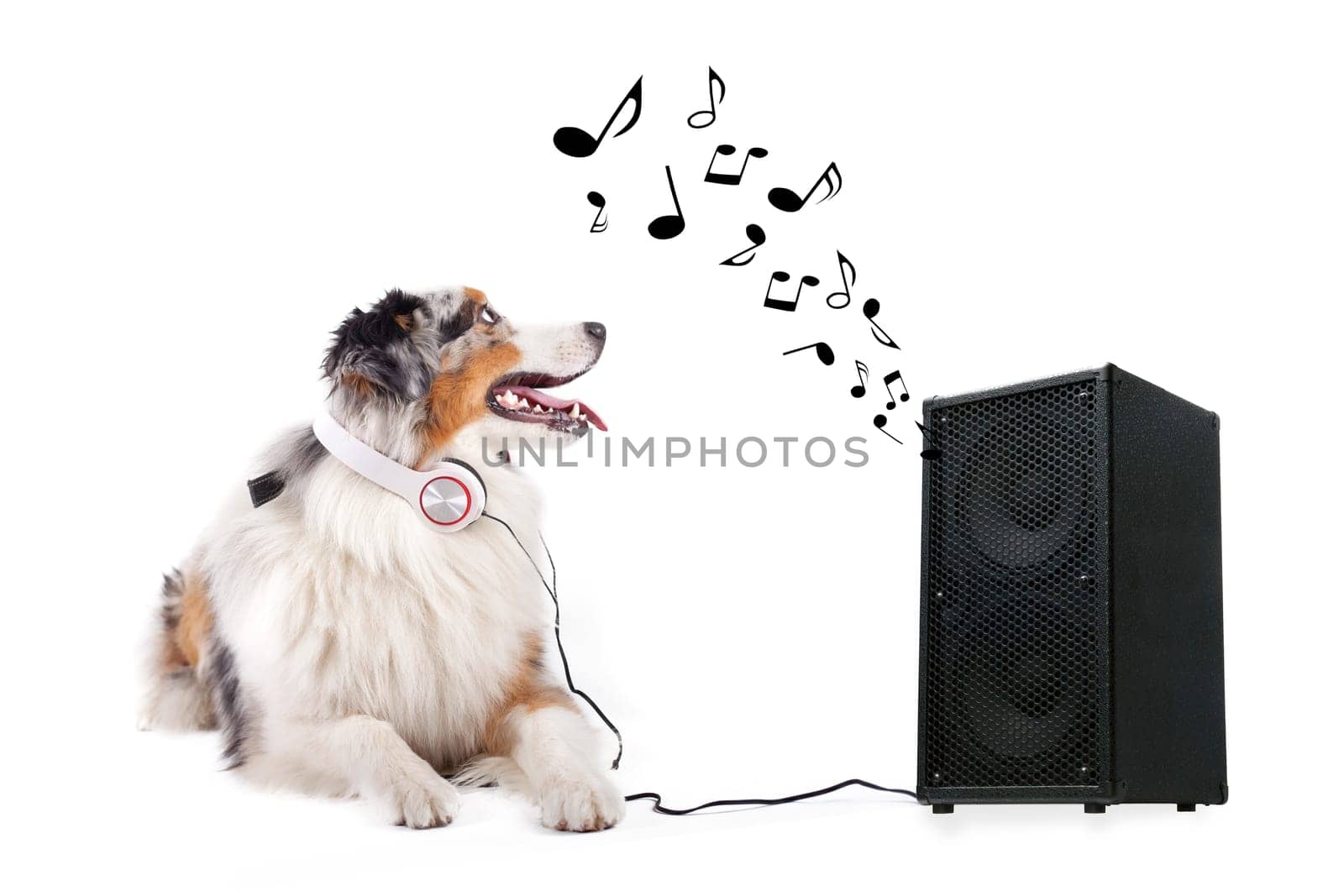 Dog hears song from box