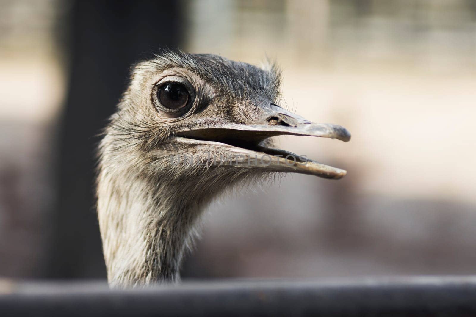 Animal portrait of emu bird on gray background.
