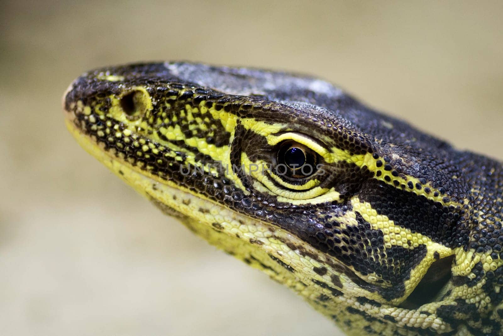 Animal portrait of big yellow black lizard.