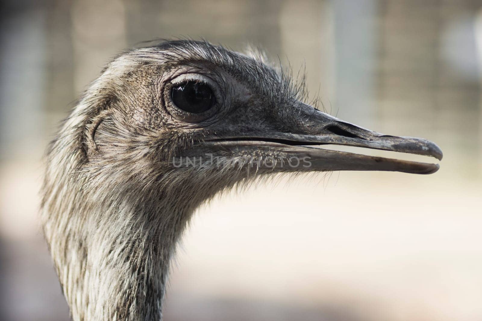 Animal portrait of emu bird, profile head.