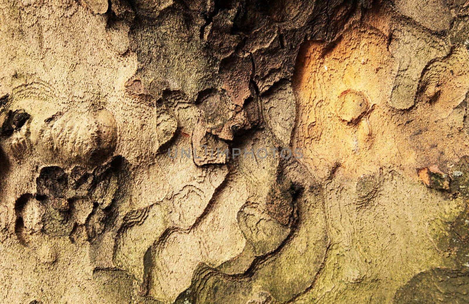 Close up tree bark pattern and texture