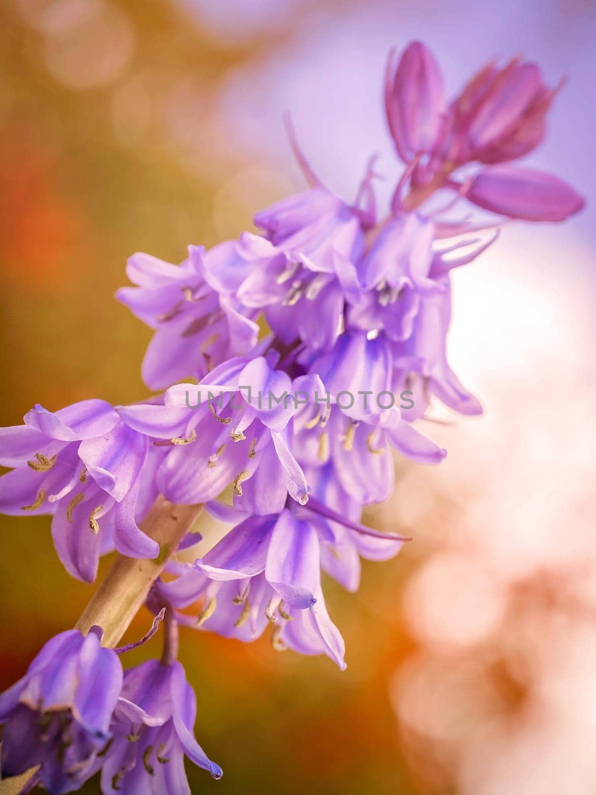 Beautiful purple Campanula rapunculoides flowers blossoming in spring