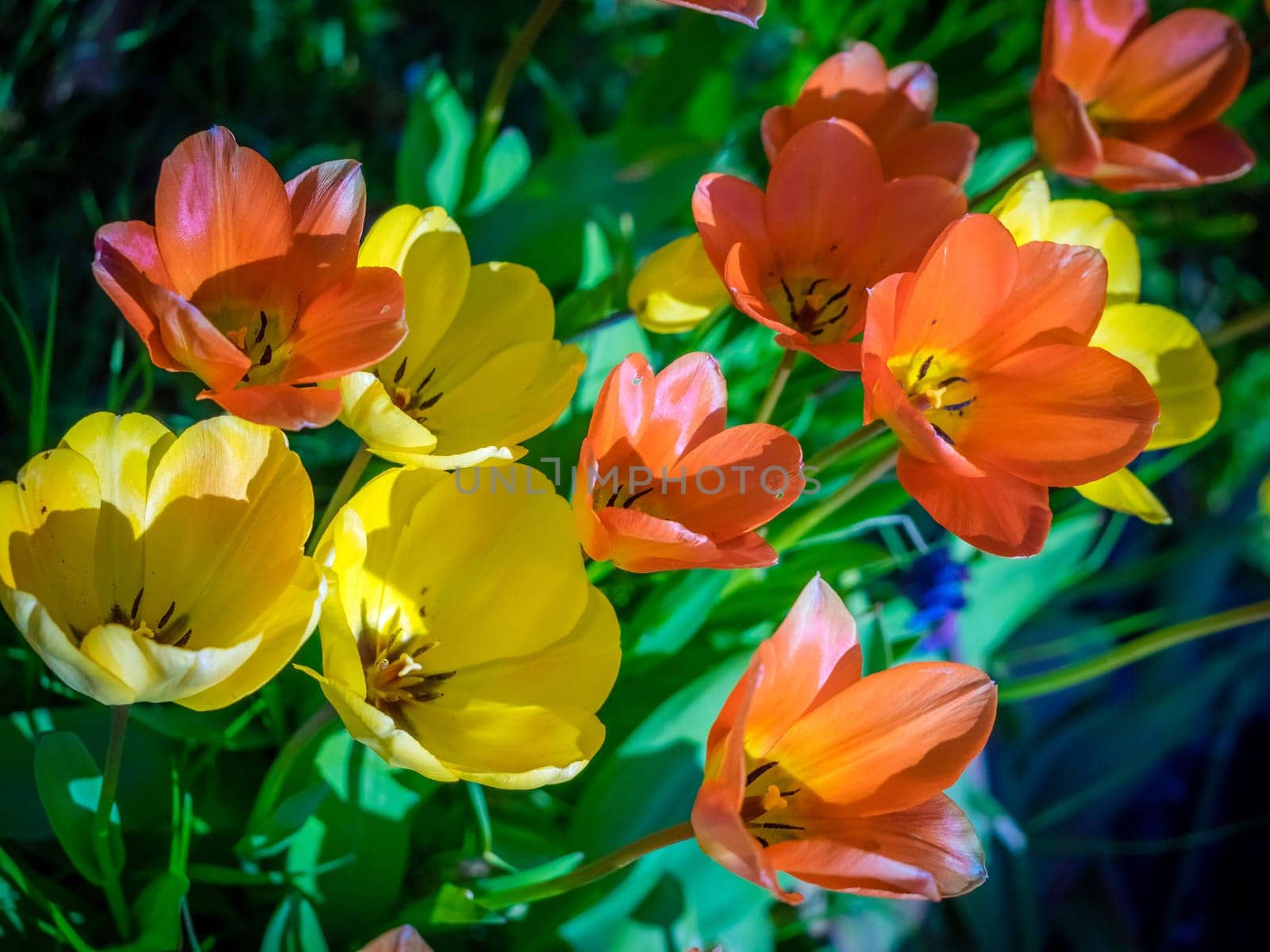 Red, orange and yellow tulips in the garden in spring
